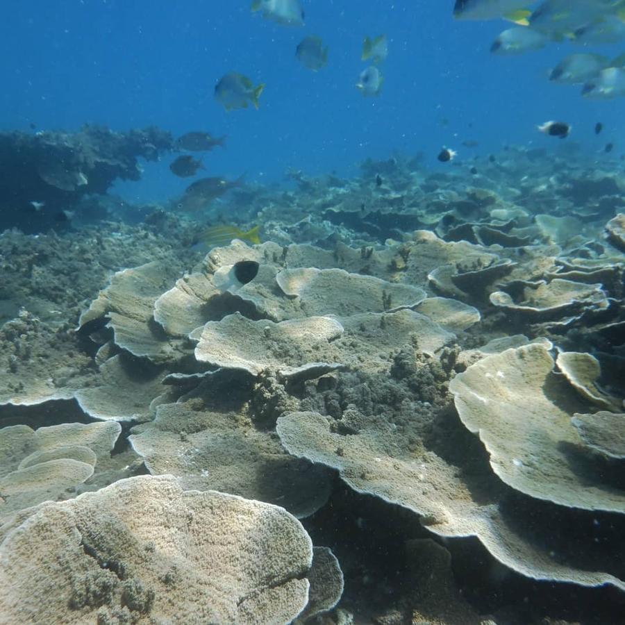 Wasini Raha Snorkeling And Diving Apartment Exterior photo
